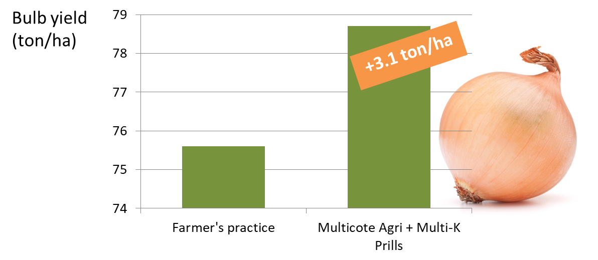 Better onion crop with Multicote™ Agri and MultiK™ Prills Haifa Group